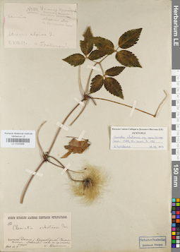 LE 01040968