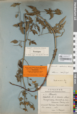 LE 01082399