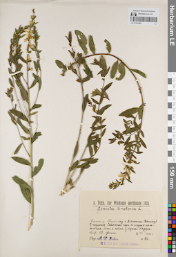 LE 01181482