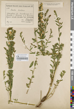 LE 01181542