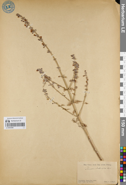 LE 00053686