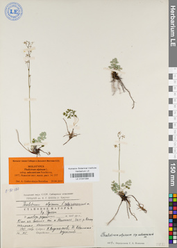 LE 01041084