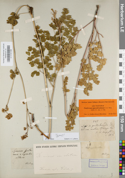 LE 01041088