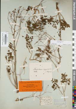 LE 01041097