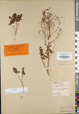LE 01041098