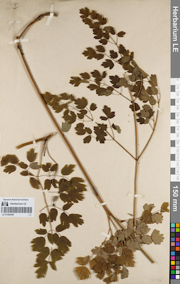 LE 01082448