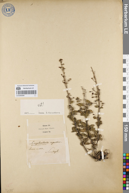 LE 01053636