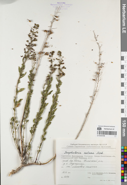 LE 01053708
