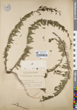 LE 01053711