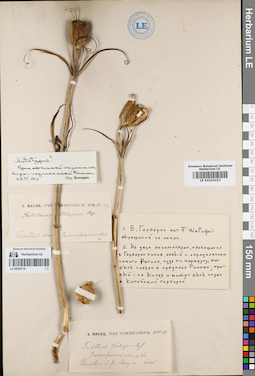 LE 01010153