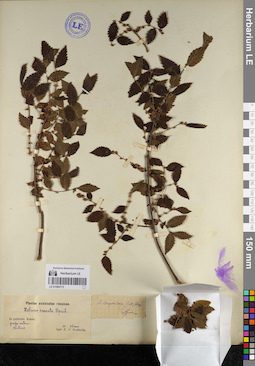 LE 01060173