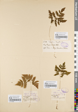 LE 01181844