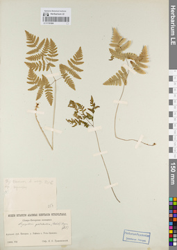 LE 01181684