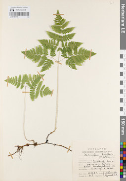 LE 01181718