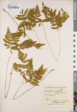 LE 01181741