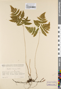 LE 01181770