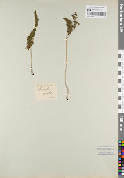 LE 01181807
