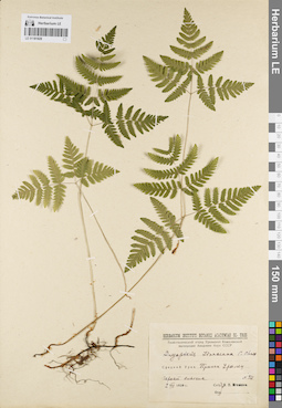 LE 01181828
