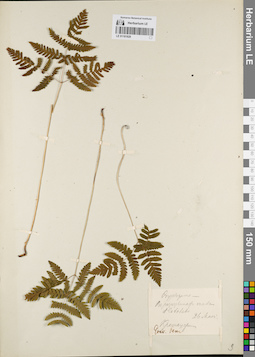 LE 01181829