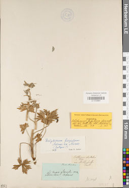 LE 01038861