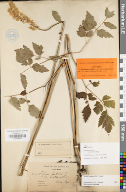 LE 01038914