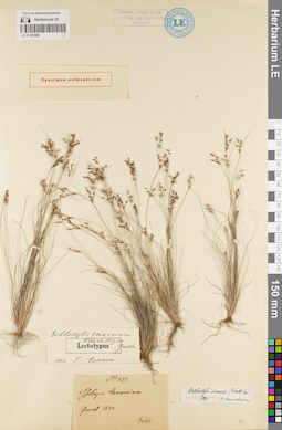 LE 01181896