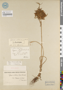 LE 01181956