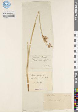 LE 01181972