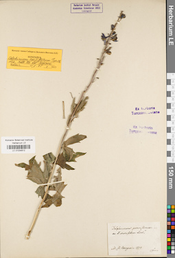 LE 01034812