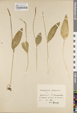LE 01182015