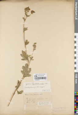 LE 00054729