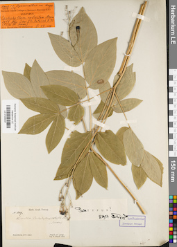 LE 01035037