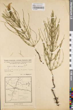 LE 01182040