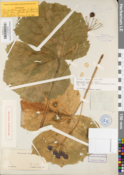 LE 01035044