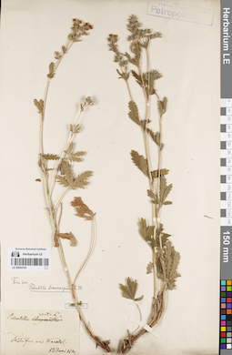 LE 00054745