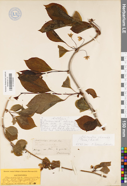 LE 01035062