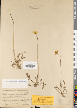 LE 01035118