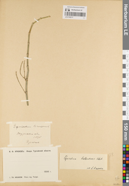 LE 01182117