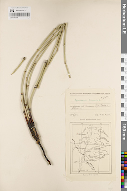 LE 01182186