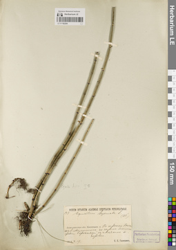 LE 01182204