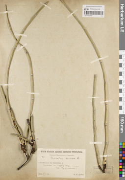 LE 01182206