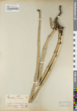 LE 01182226