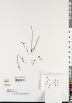 LE 01167435