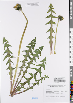 LE 01149283