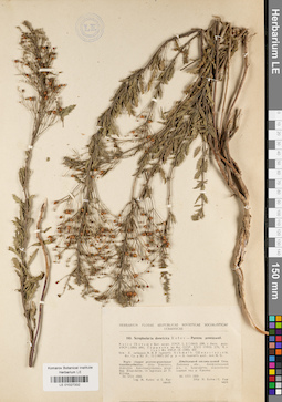 LE 01027332