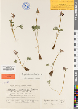 LE 01034962