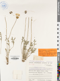 LE 01035175