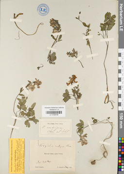 LE 01035194