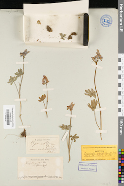 LE 01035197