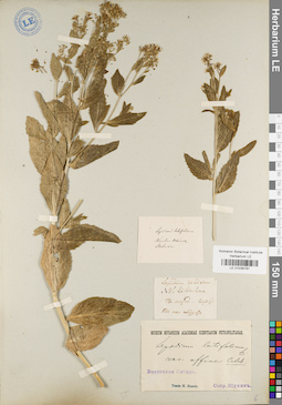 LE 01036787